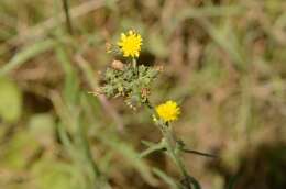 Image of hawkweed oxtongue