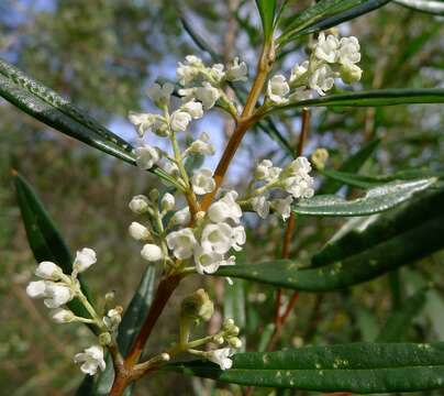 Plancia ëd Logania albiflora (Andrews & Jacks.) Druce