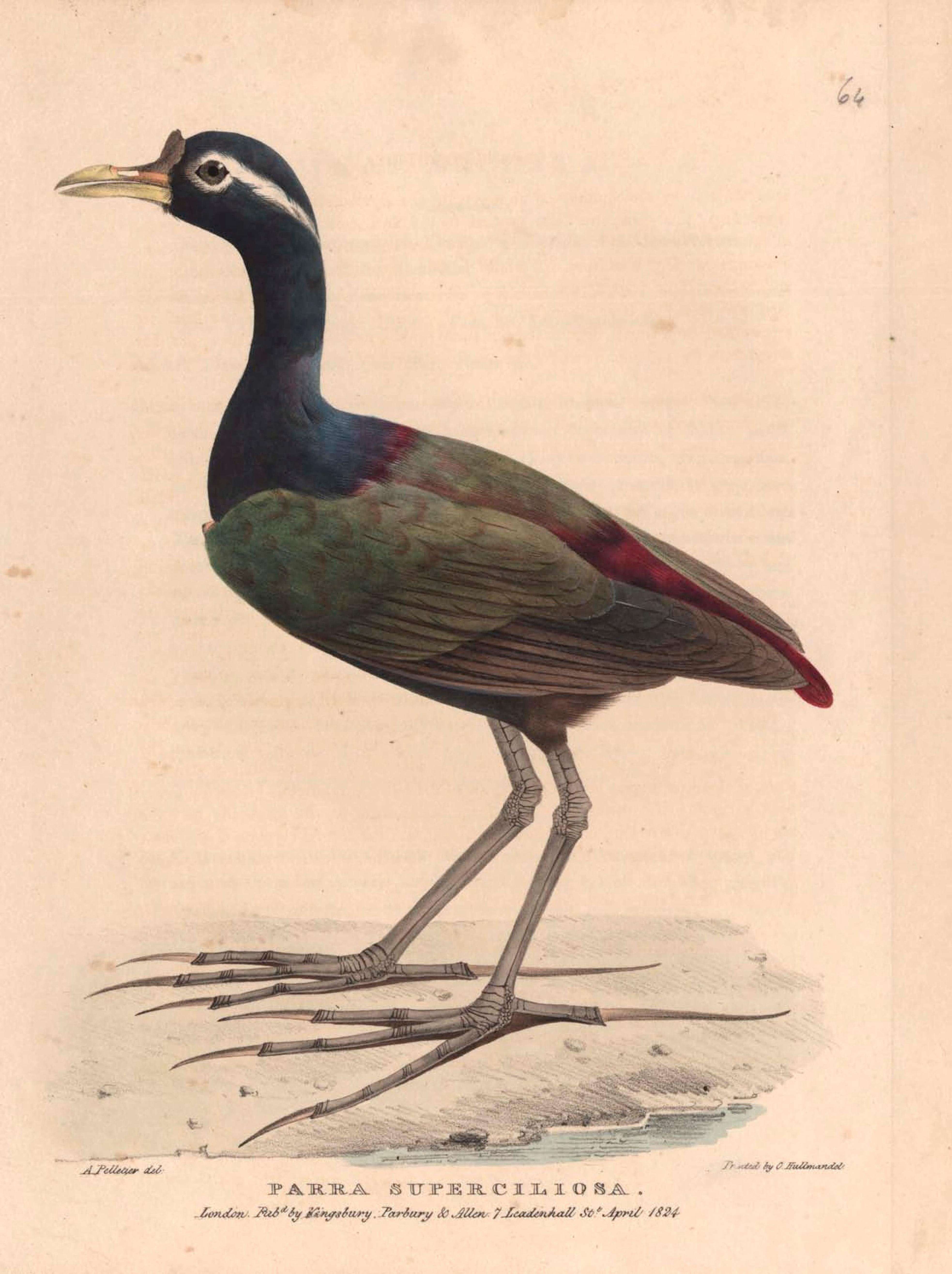 Image of Metopidius Wagler 1832