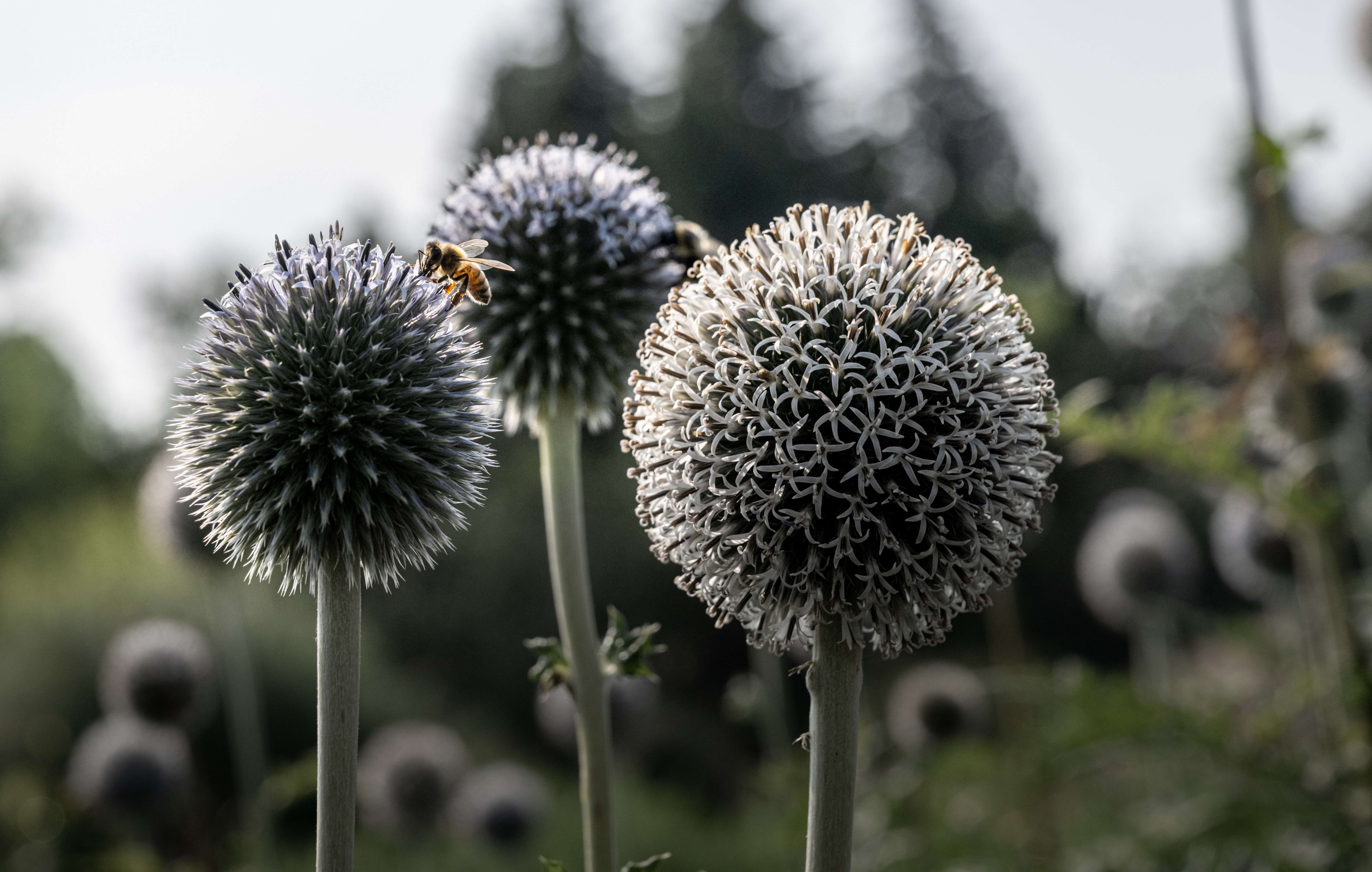 Image of southern globethistle