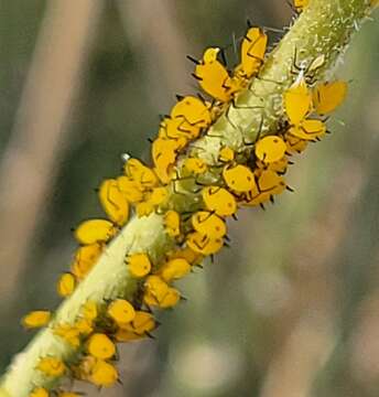 Image of Aphid