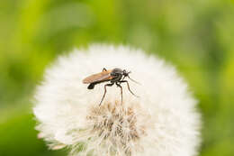 Image of Empis tessellata Fabricius 1794