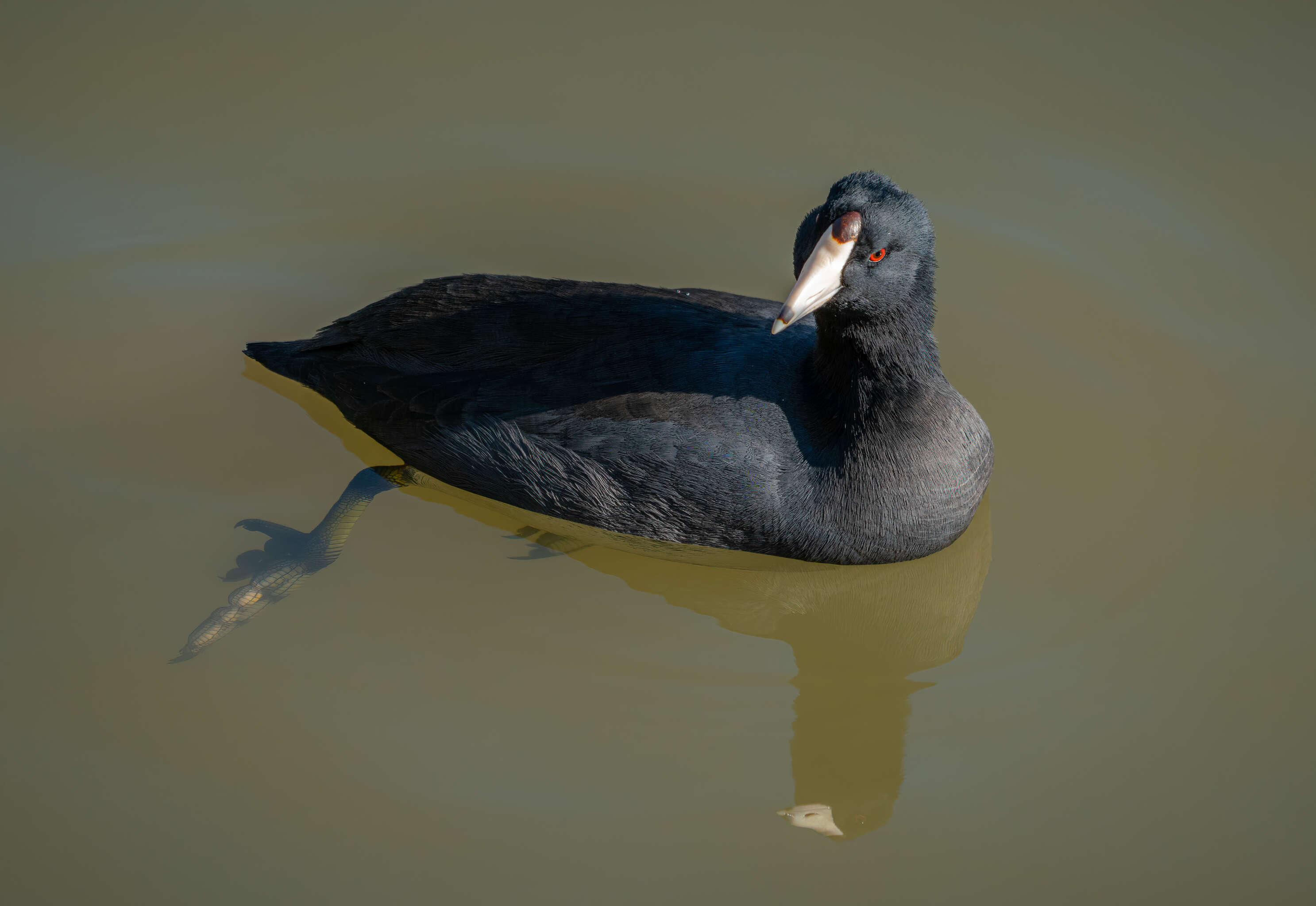 Image of Fulica Linnaeus 1758