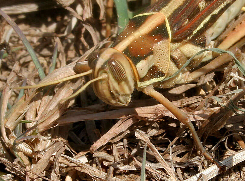 Image of Cyrtacanthacris tatarica (Linnaeus 1758)