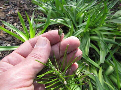 Image of Portuguese Squill