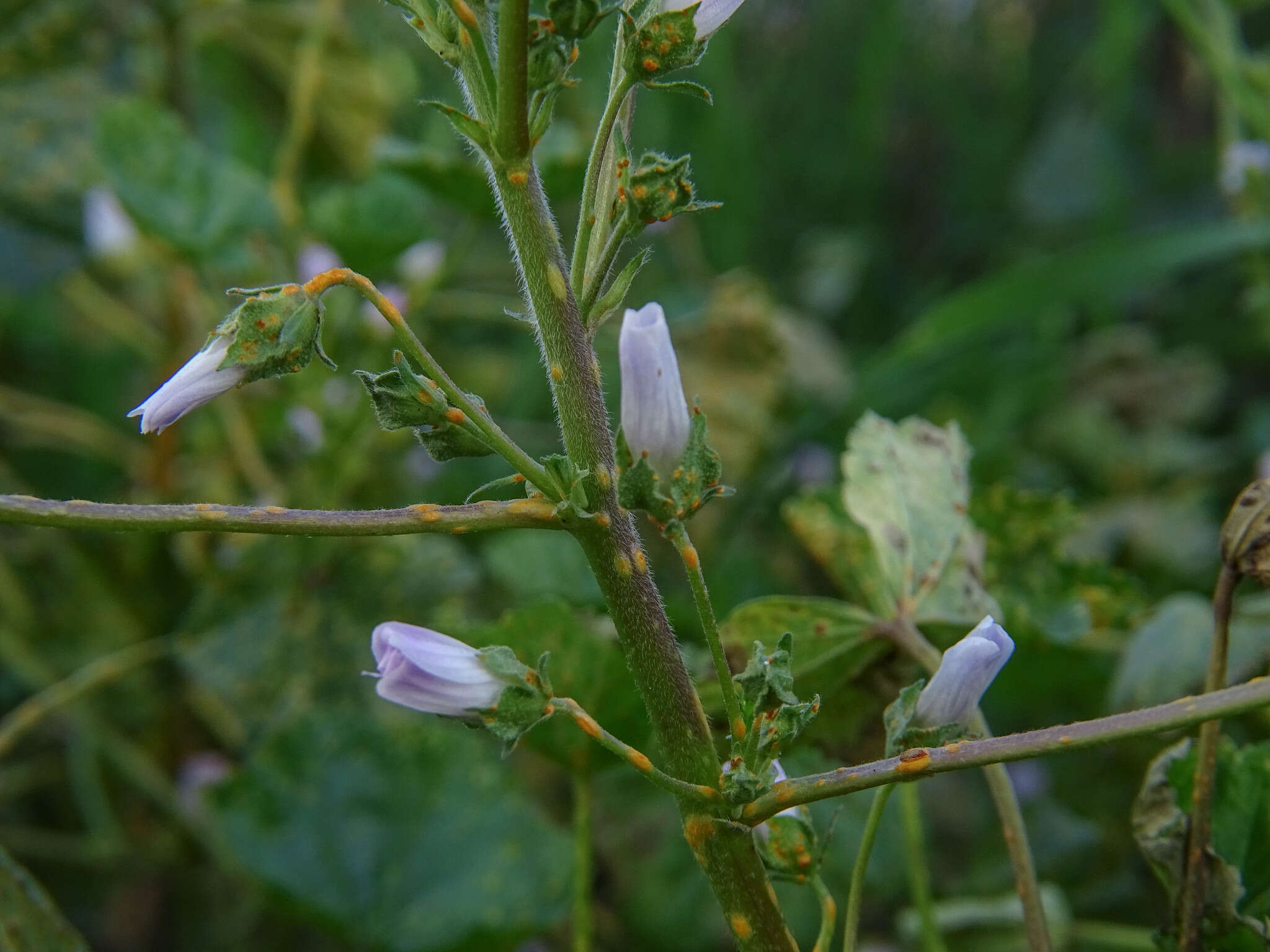 Image of common mallow