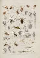 Image of Araneus angulatus Clerck 1757