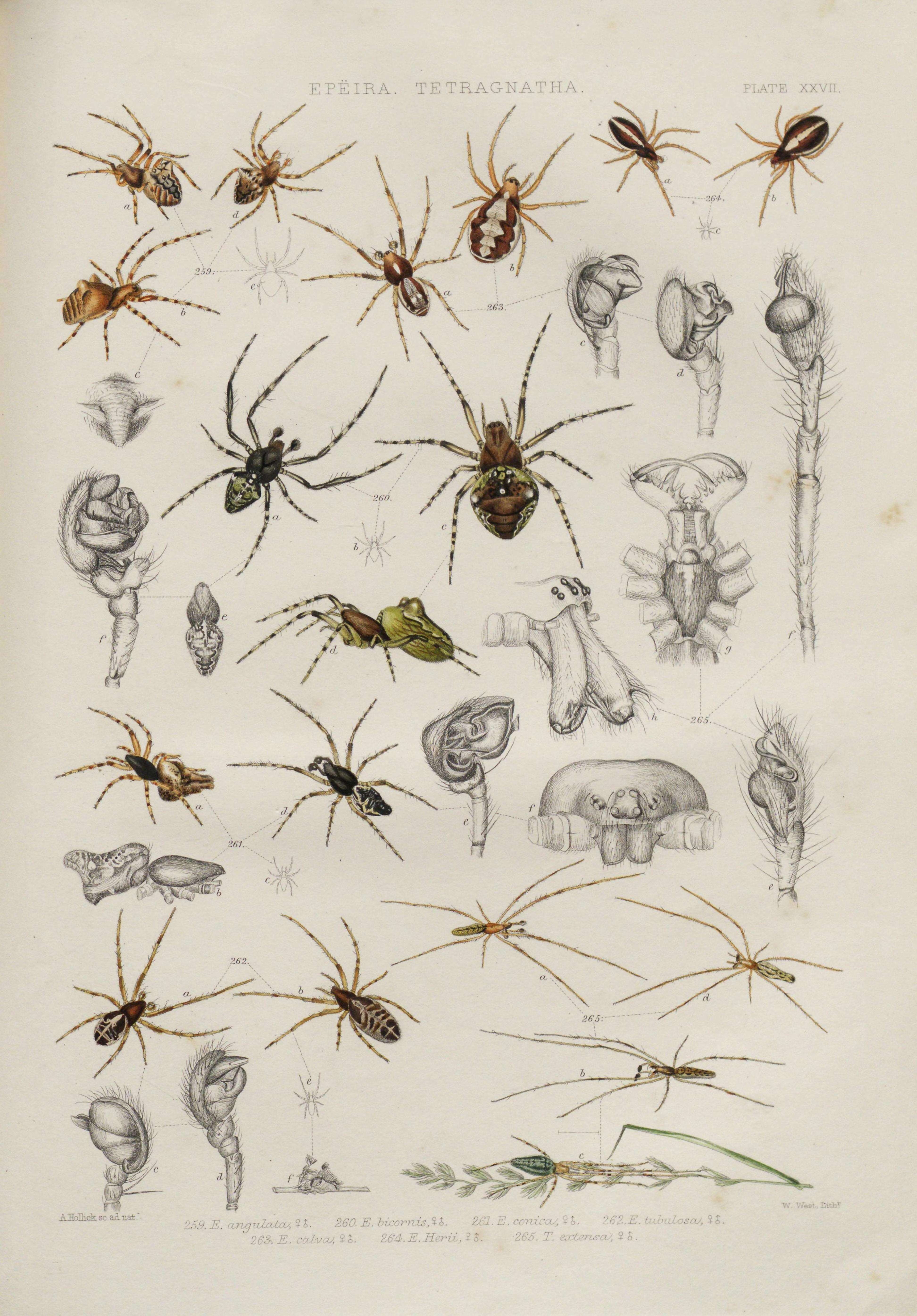 Image of Araneus angulatus Clerck 1757