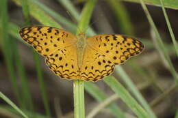 Image of Common Leopard