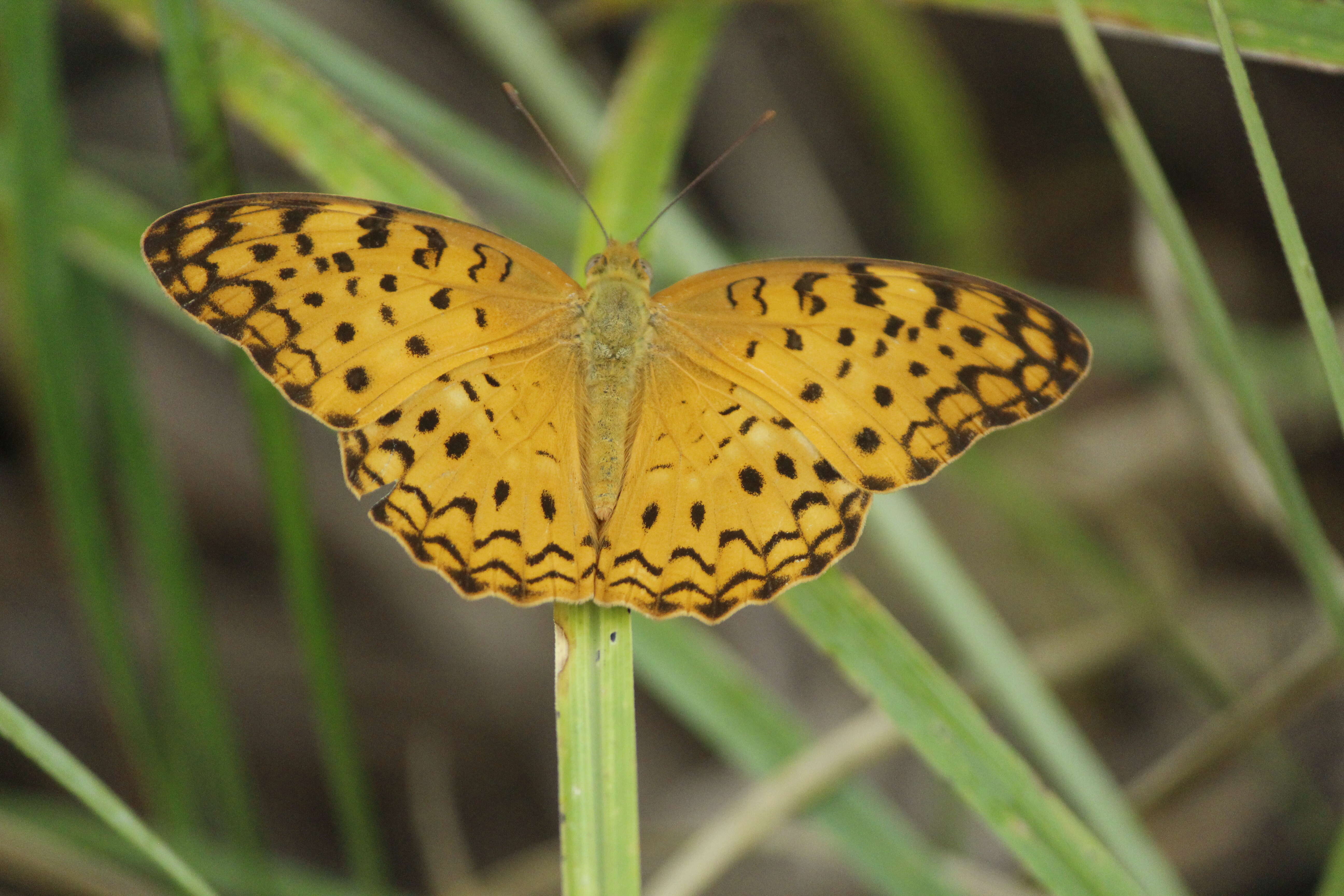 Image of Common Leopard