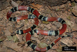 Image of Aesculapian False Coral Snake