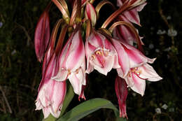 Image de Crinum bulbispermum (Burm. fil.) Milne-Redh. & Schweick.