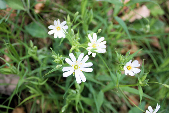 صورة Stellaria graminea L.