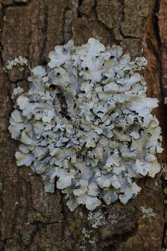 Image of Hammered shield lichen