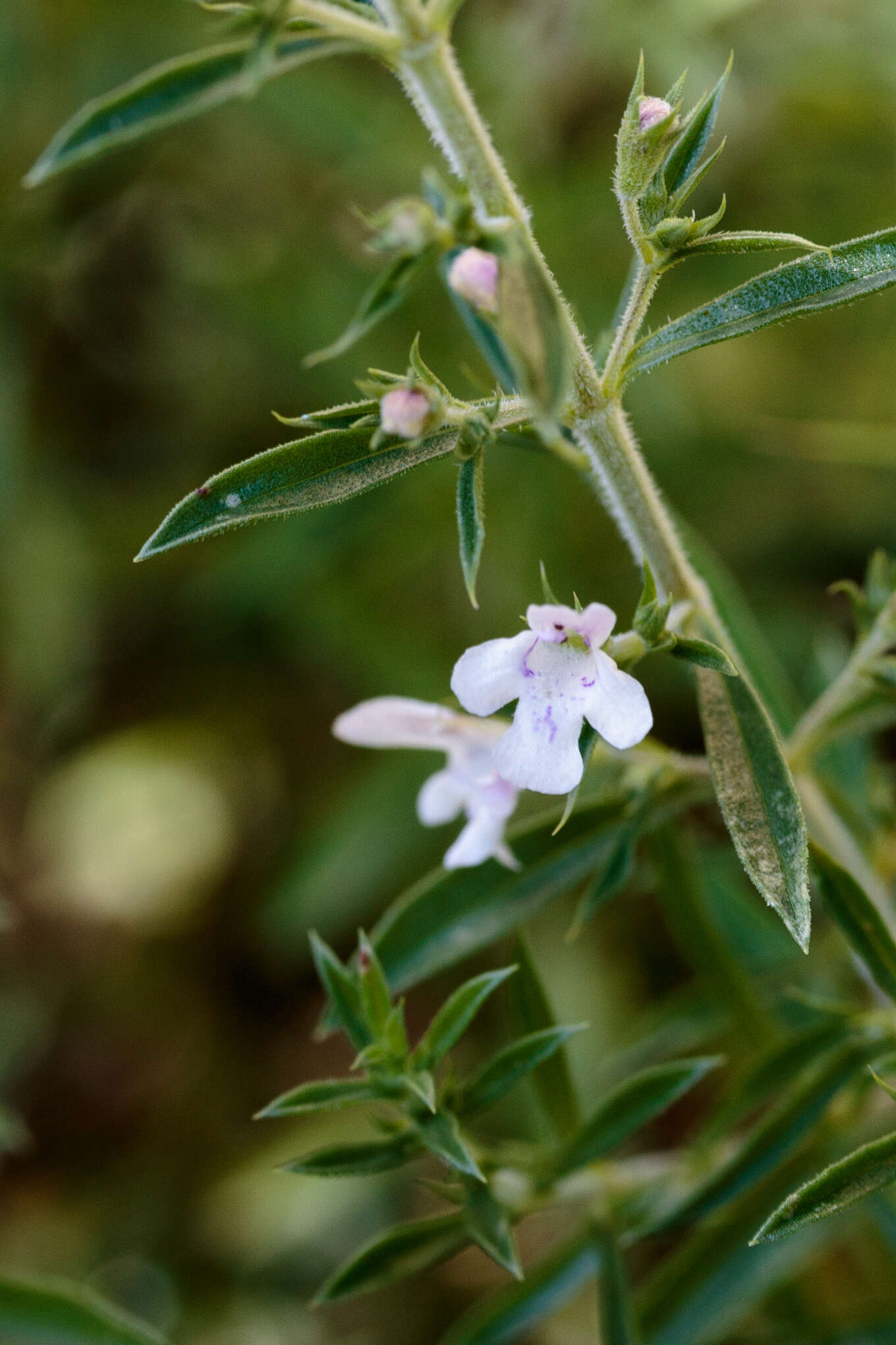 Image of perennial savory