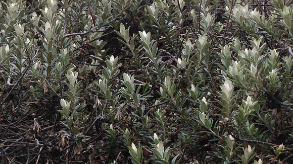 Image of Buddleja coriacea Remy