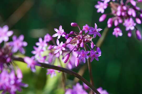 Image of Tulbaghia