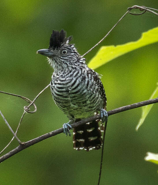 Image of Barred Antshrike