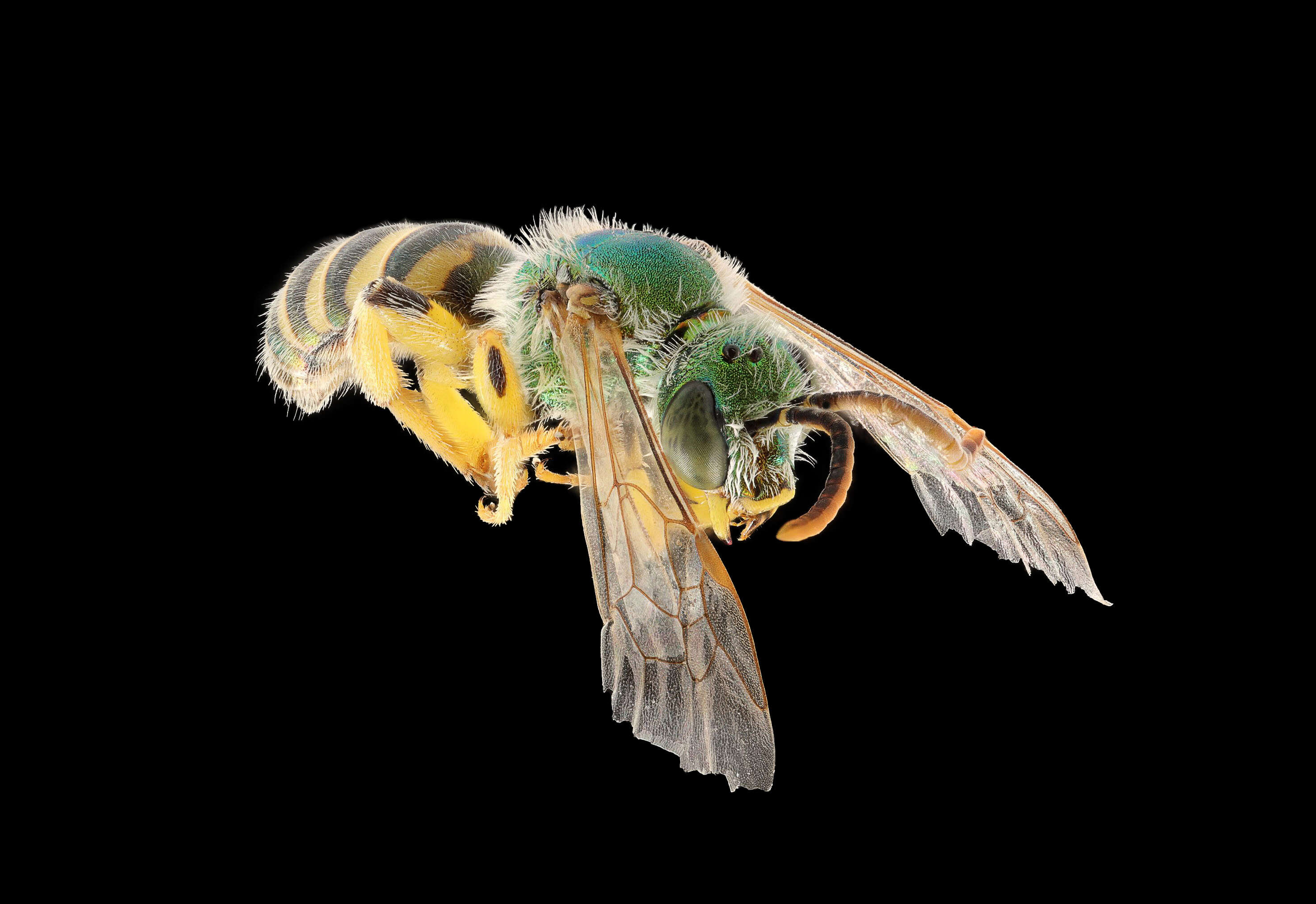 Image of Metallic Green Bees