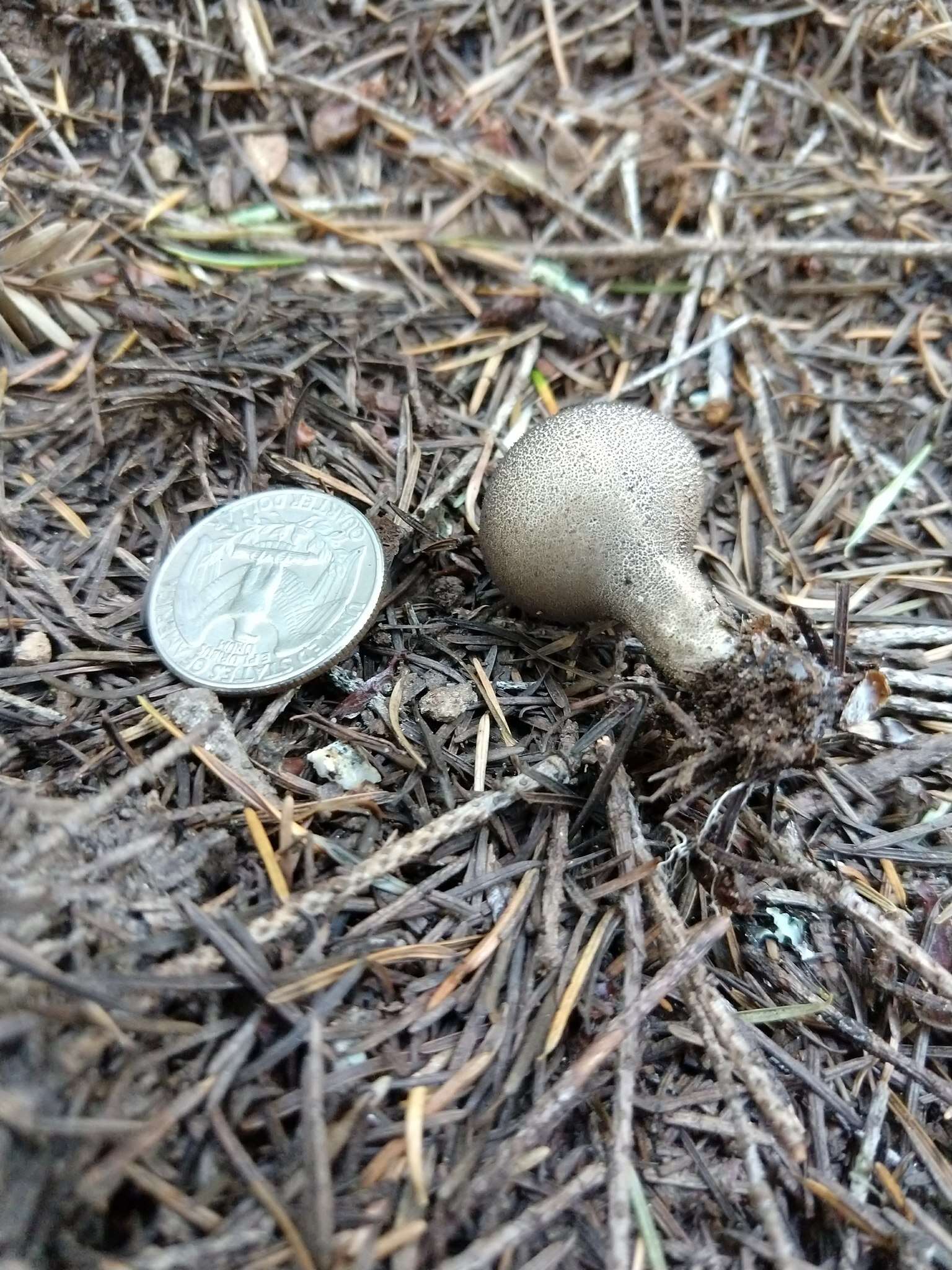 Image of Lycoperdon umbrinum Pers. 1801