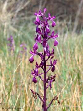 Image of Loose-flowered orchid