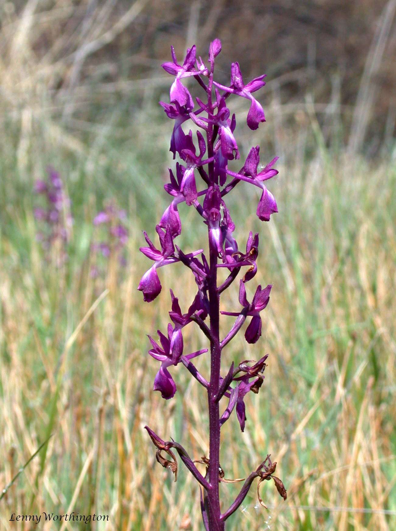 Anacamptis laxiflora (Lam.) R. M. Bateman, Pridgeon & M. W. Chase的圖片