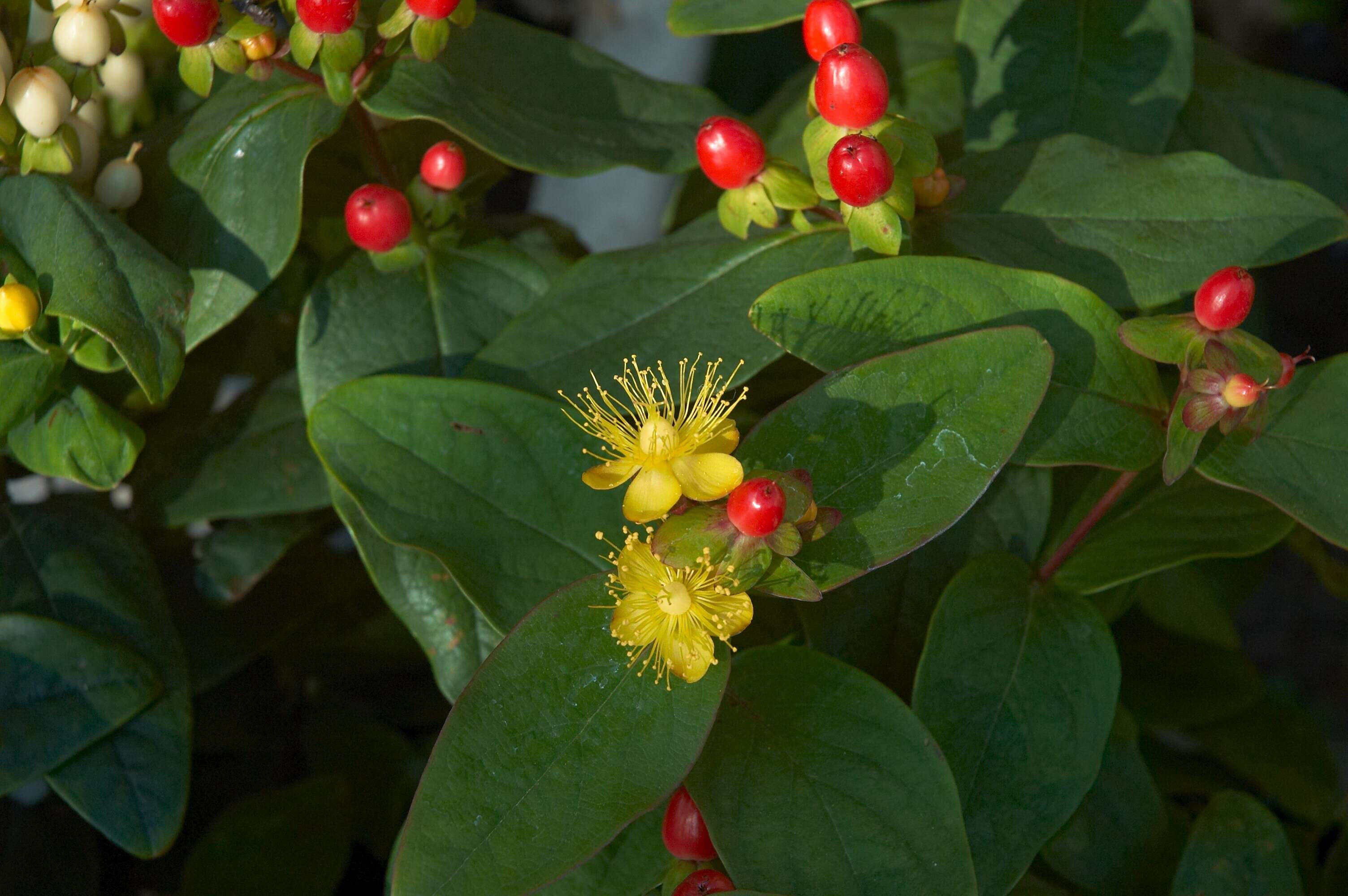 Image of tall tutsan