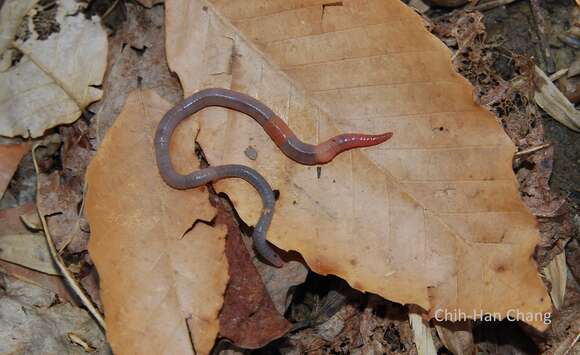 Image of Pasture Worm