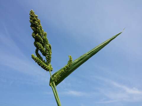 Image of Japanese millet