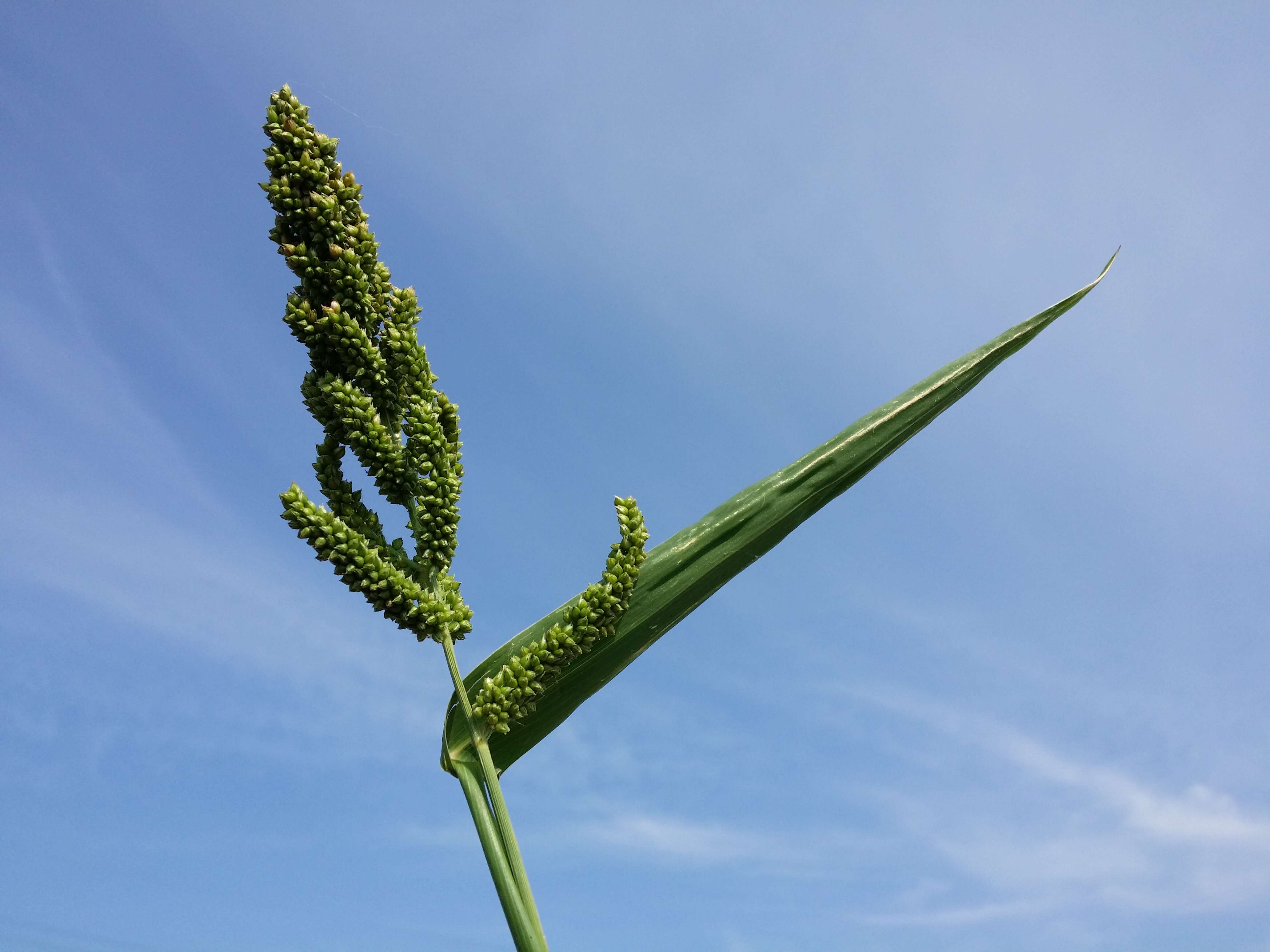 Image of Japanese millet