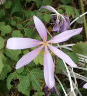 Image of Colchicum laetum Steven