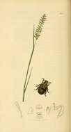 Imagem de Byrrhus pilula Linnaeus 1758