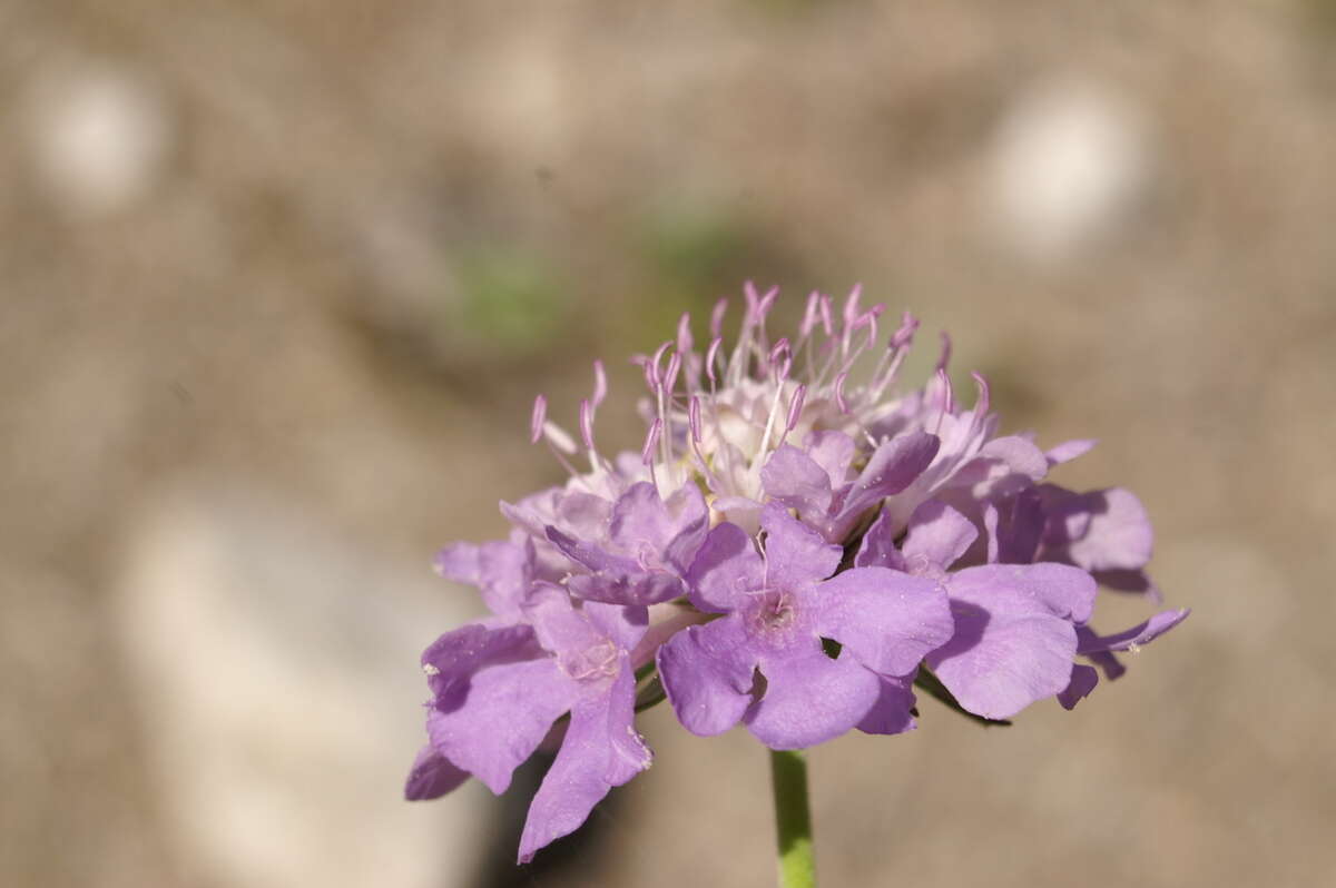 Image of glossy scabious