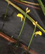 Image of Bifid Bladderwort