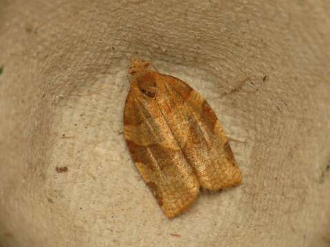 Image of barred fruit-tree tortrix