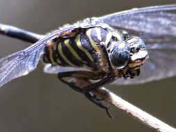 صورة Ictinogomphus regisalberti (Schouteden 1934)