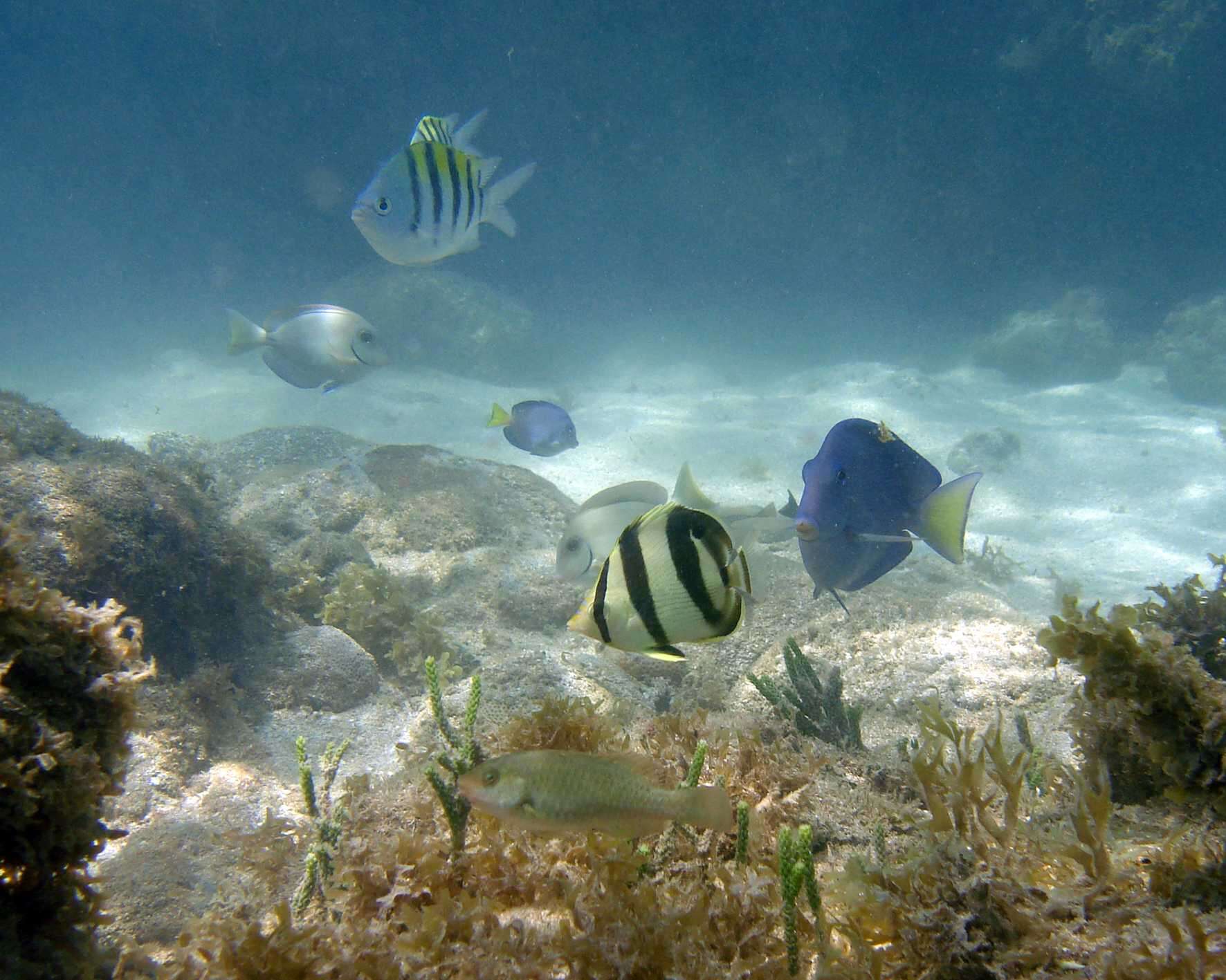 Слика од Abudefduf saxatilis (Linnaeus 1758)