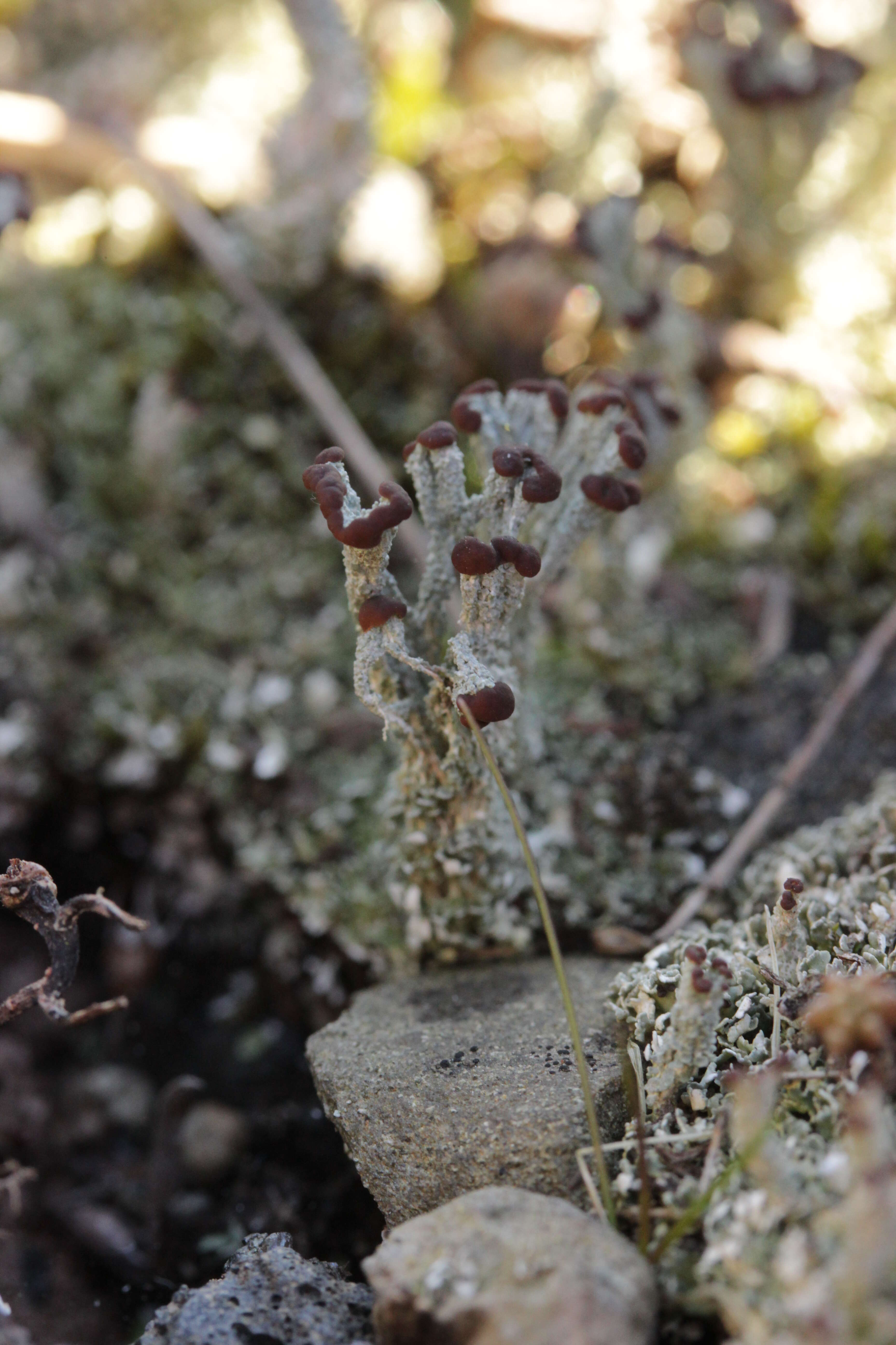 Image of cup lichen