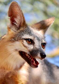 Image of Grey Foxes