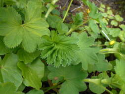 Image of hairy lady's mantle