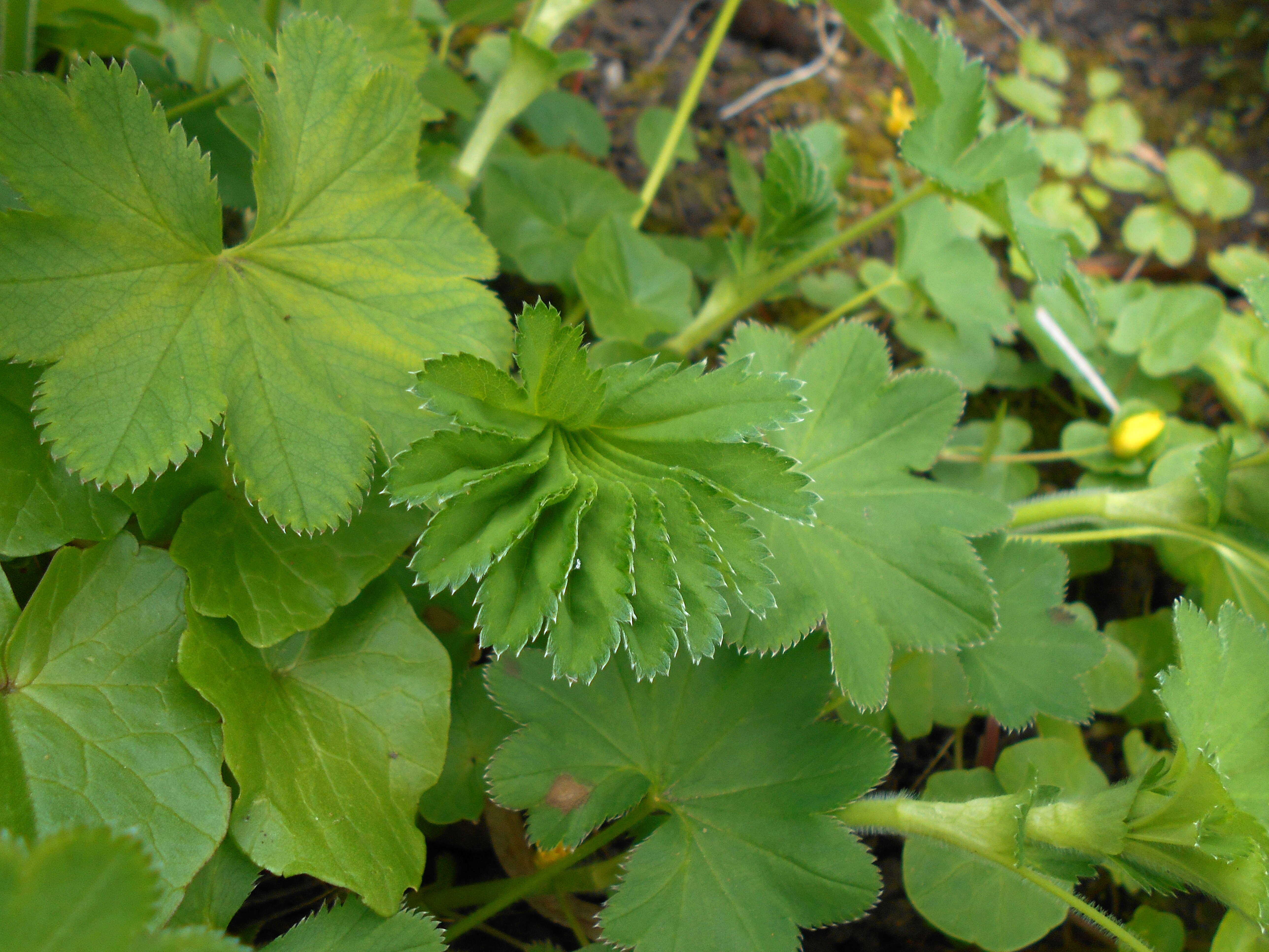 Image of hairy lady's mantle