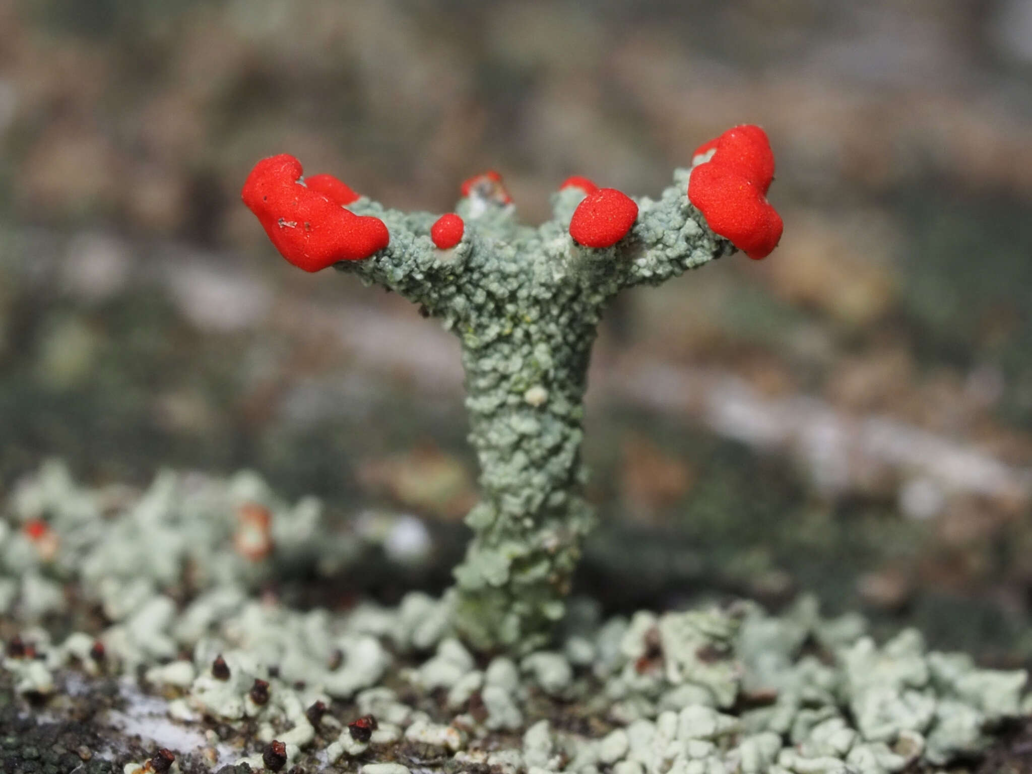 Image of Cladonia macilenta