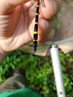 Image of Tiger Spiketail