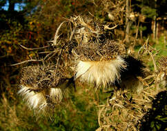 Image of woolly thistle