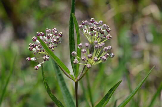 Image of longleaf milkweed