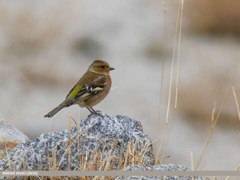 Image of Fringilla Linnaeus 1758