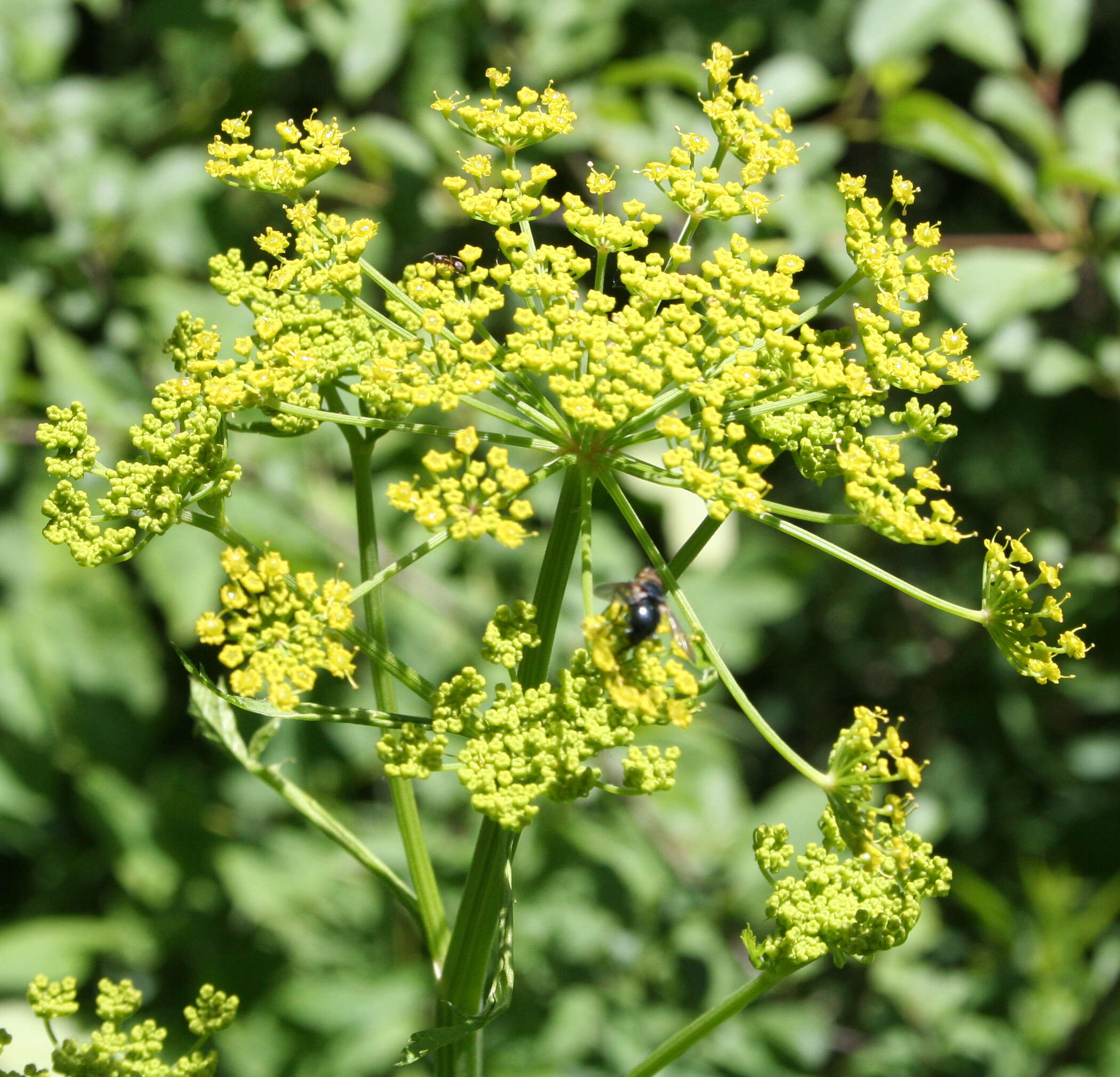 Image of wild parsnip