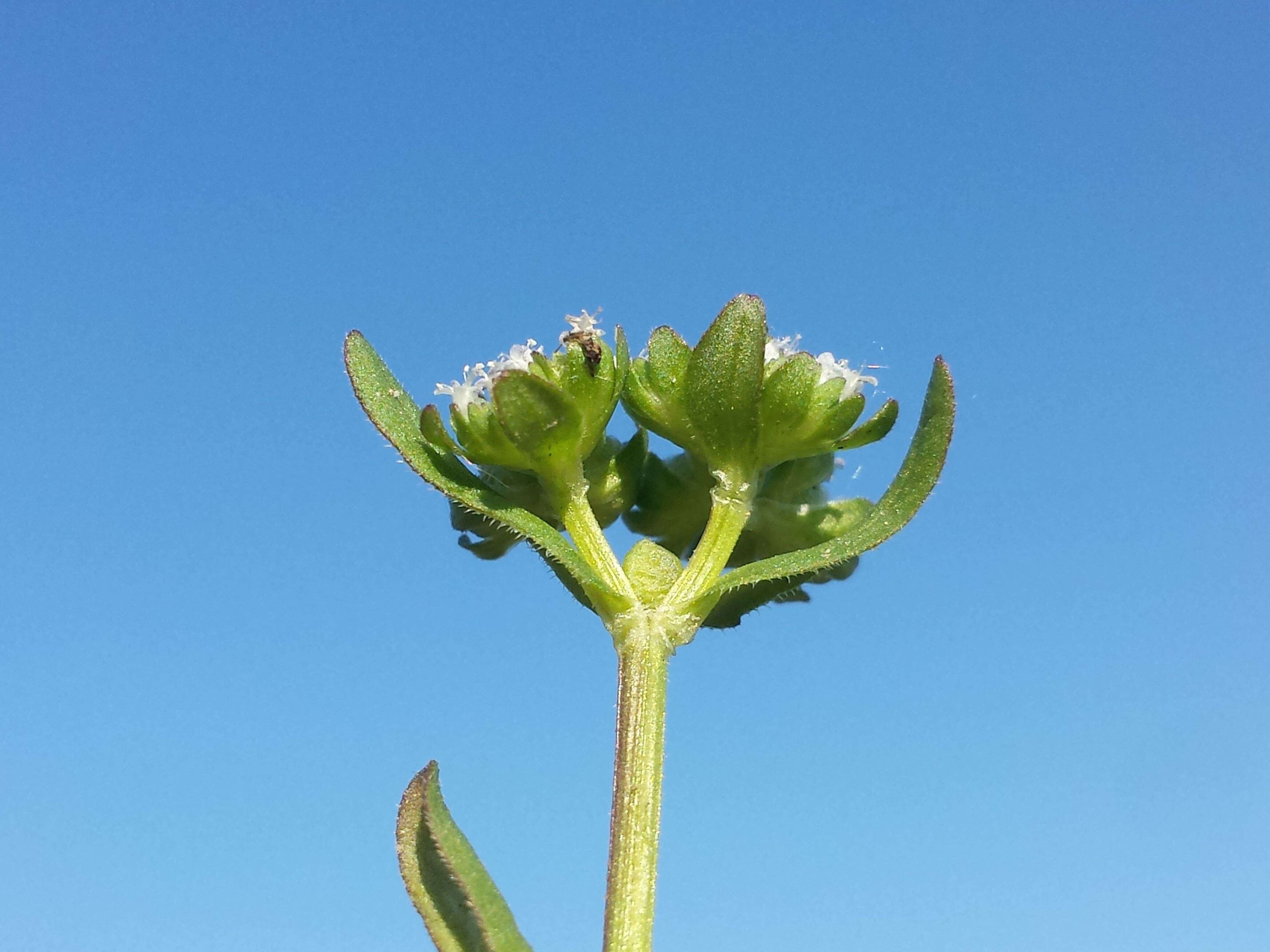 Image of Lewiston cornsalad