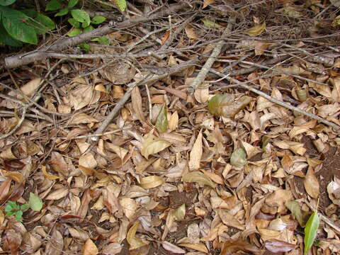 Sivun Fraxinus uhdei (Wenz.) Lingelsh. kuva