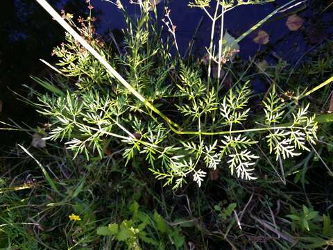 Image of Peucedanum palustre